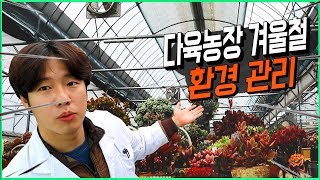 겨울철 다육이 농장에서는 어떤 관리를 하는지 잘 참고하여 우리집 다육이 겨울 잘 보내기! (succulent…