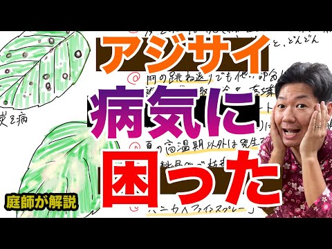 園芸 アジサイの病気