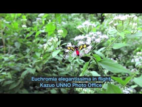 美しいカノコガの飛翔　Euchromia elegantissima
