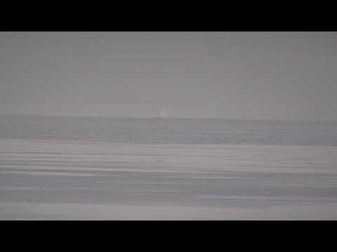 11-02-20 Humpbacks breach at Lime Kiln