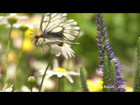 シノグロッサムにウスバシロチョウ　33倍スローモーション