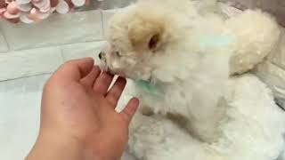 ハーフ犬の動画01