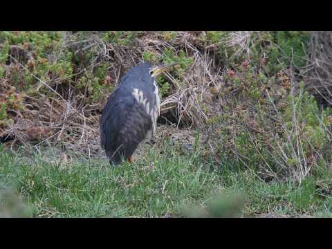 Dwarf Bittern - Fuerteventura February 2018