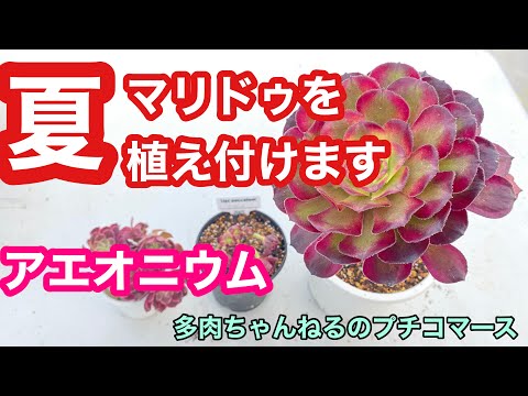 園芸 タブリフォームアエオニウム