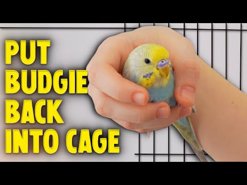 YouTube video about: How to get birds back in their cage?