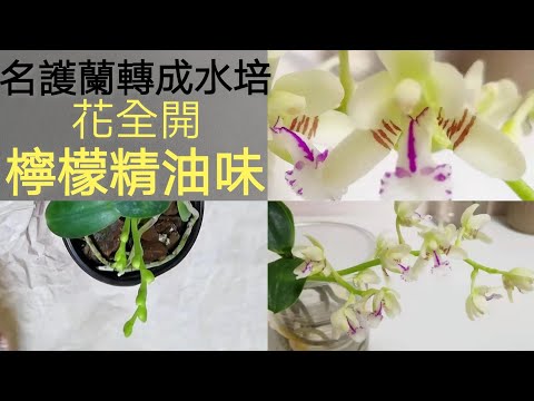 , title : '水培名護蘭開花:色香型好特別 半水培全水培區別27/3/2021'