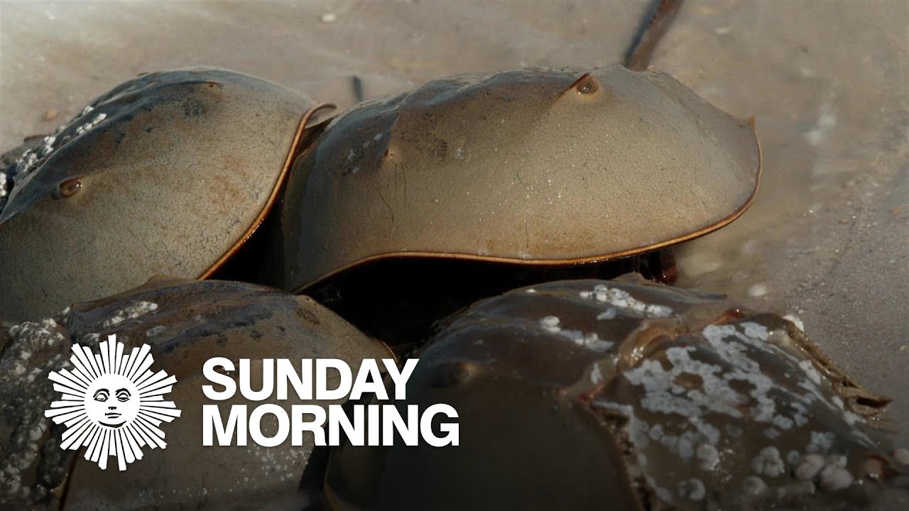 Horseshoe crabs: Ancient creatures who are a medical marvel