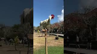 Download lagu Kompilasi Kegagalan Ayam yang Kocak | Momen-Momen Ayam Lucu yang Akan Membuatmu Berkokok! mp3