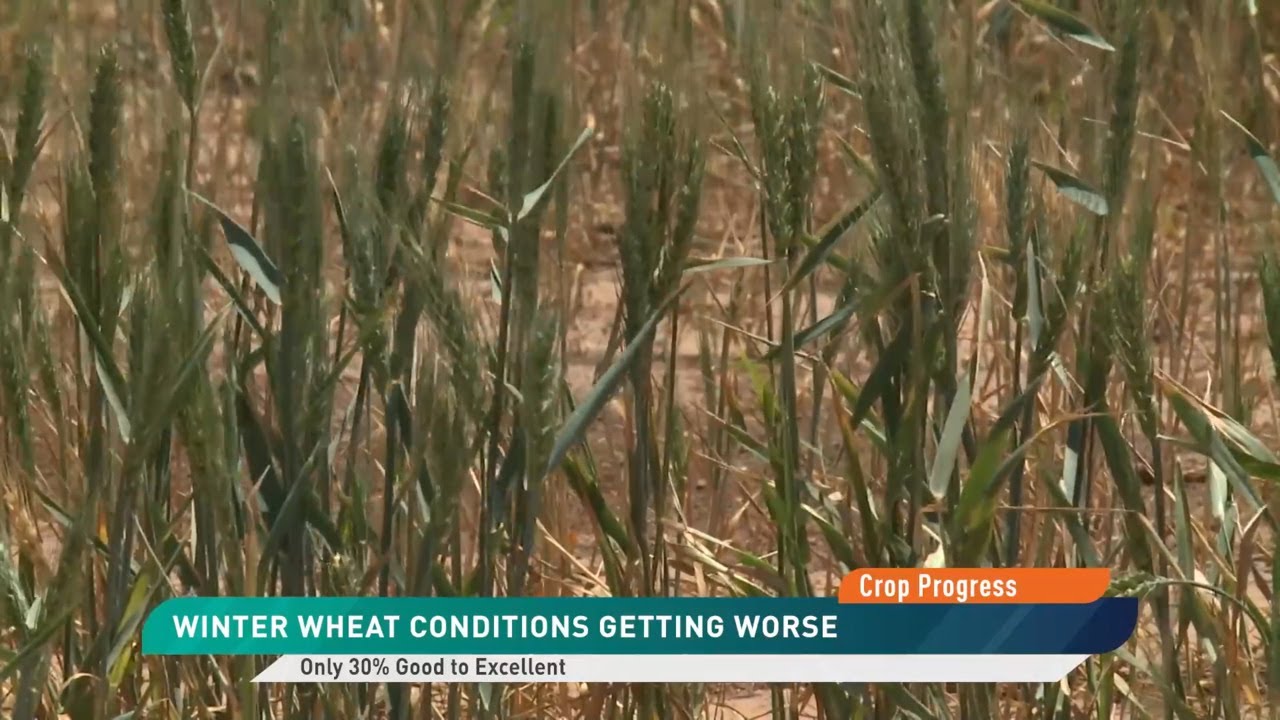 Hard Red Winter Wheat Crop Disaster Rivals 2023 After Drought, Freeze Damage