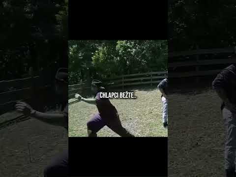 Šéfka ma zabije 😂🤝 yt-vlogski