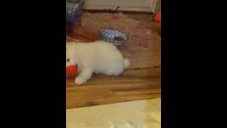 American Eskimo Dog Puppies Videos