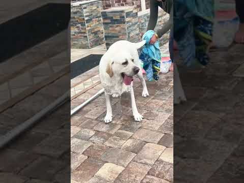 Neighbors know its pool season when they hear me yelling at Buster 😂 tt:bustersworld4 #doggos4prez