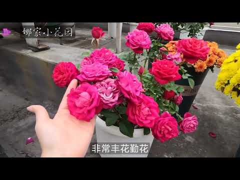 娜家小花园 株型矮小紧凑、丰花勤花的月季品种汇总