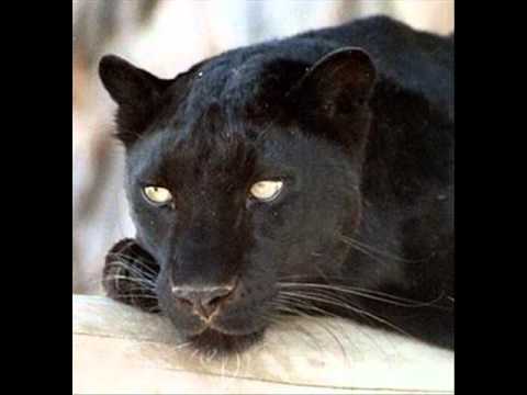 El Gato Negro