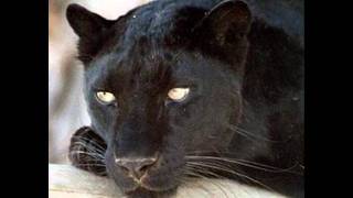 El Gato Negro Music Video