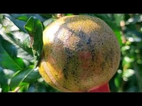 गुलाबी भिंडी अनार मक्की और भी बहुत कुछ आप भी देखें