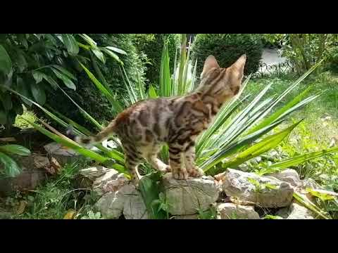 Bengal Cat in our garden