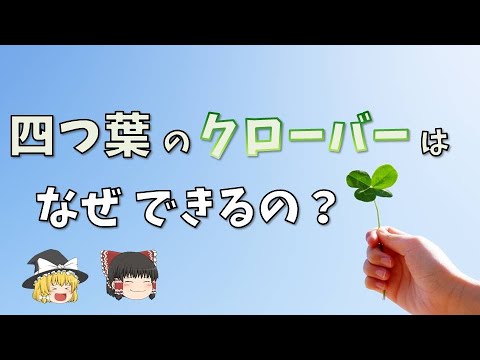 トリフォリウム・モンタナム