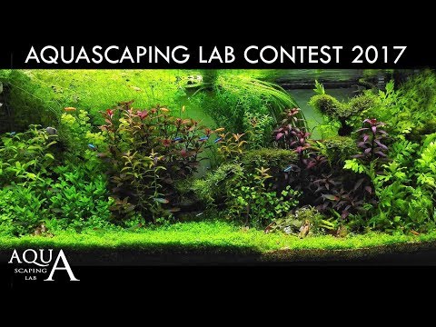 Aquascaping Contest 2017 Ranking and Winner 