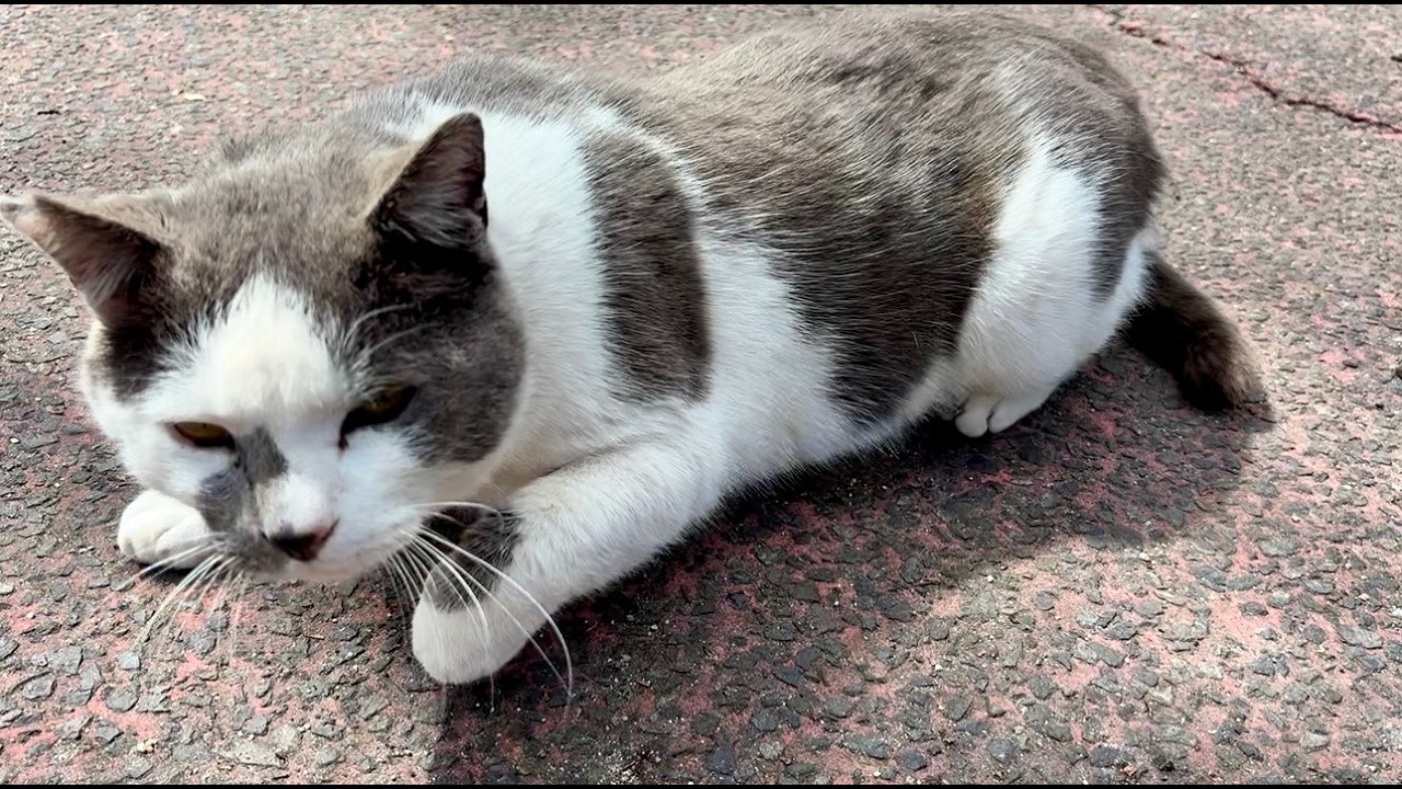 撫でて貰いに何度も来て喜んでくれてる人懐っこく可愛い猫ちゃん