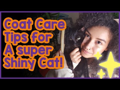 How to Look After Your Cats Coat! Tips on Look After Your Cats Fur and Getting a Shiny Coat!