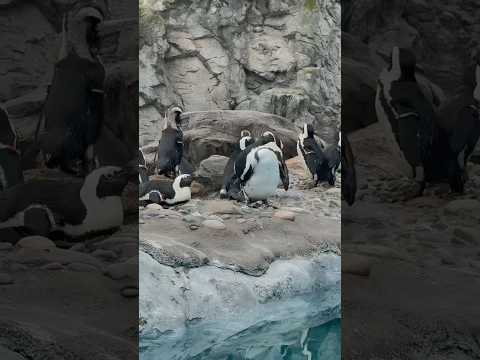 What’s a Species Survival Plan? Mystic Aquarium Fellows explain