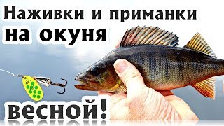 Окунь весной когда начинается активность