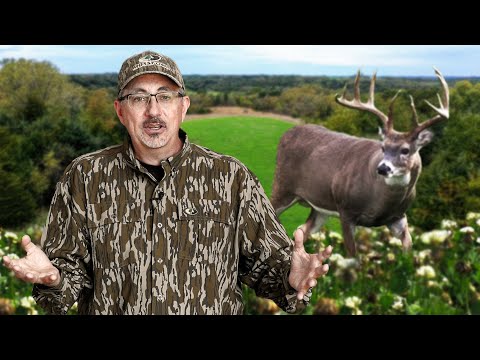 Everything You Need To Know About CLOVER Food Plots | Deer Season 24