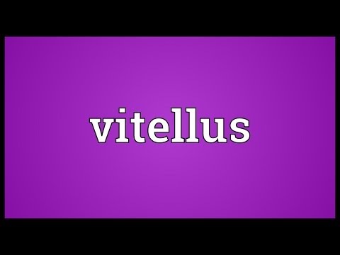 Vitellus Meaning