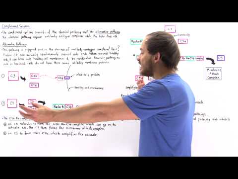 Alternative Complement Pathway