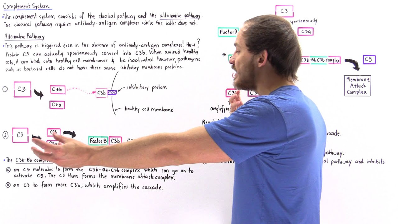 Alternative Pathway of Complement System