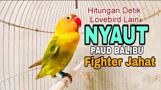 Download lagu Pancingan Lovebird Paud & Balibu Belajar Ngekek Ampuh Melatih Lovebird Lain Biar Rajin Ngekek  mp3