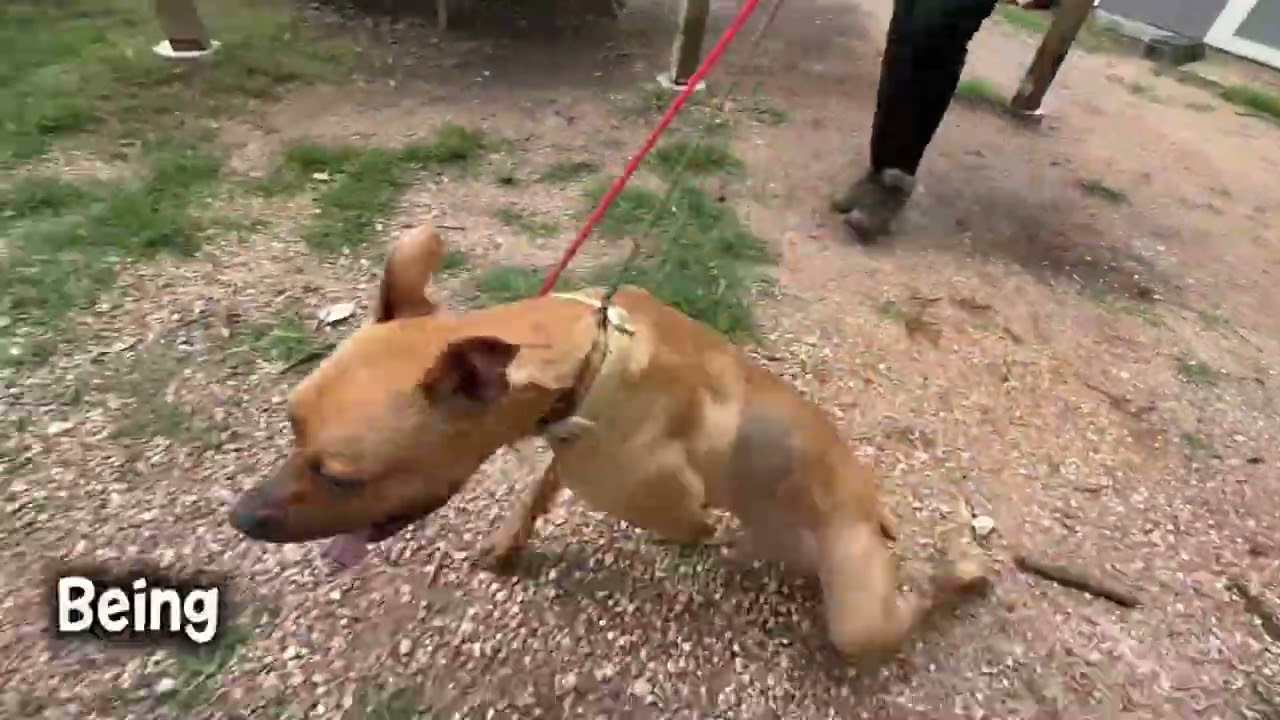 Sugar Bear, a Adoptable mixed breed in Salt Lake City, UT video 6/6