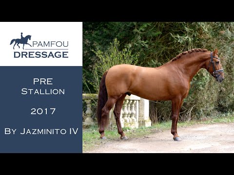 YoDRESSAGE HORSE FOR SALE | Young Horse Stallion (2017)