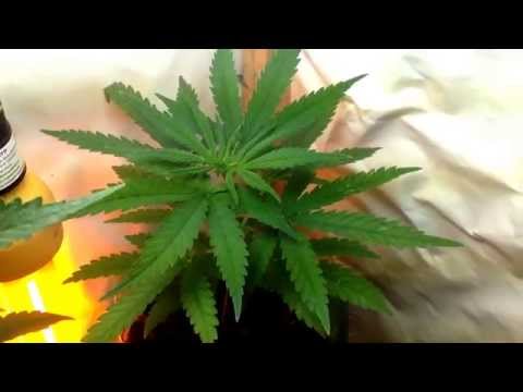 Narkush grow indoor 27 days