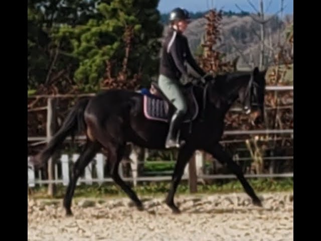 Jument, 4 ans, Noir;  toise 1. 60