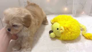 ハーフ犬の動画01