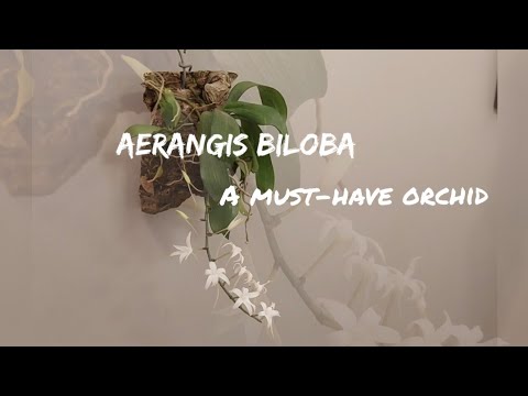 Aerangis biloba: A must-have orchid in your collection