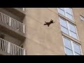 A Cat Jumping From A Building