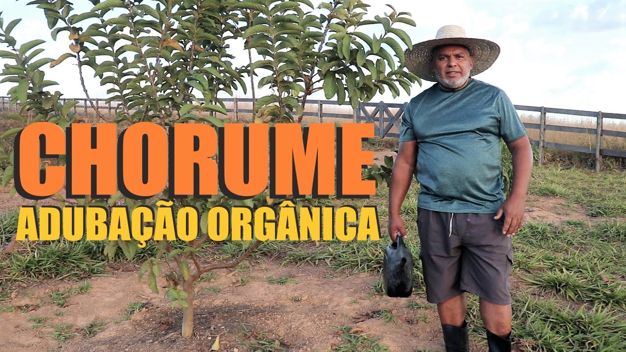 ADUBAÇÃO ORGÂNICA COM CHORUME