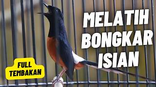 Download lagu MURAI BATU GACOR FULL ISIAN TEMBAKAN MEWAH SANGAT AMPUH MELATIH MURAI BATU BONGKAR ISIAN mp3