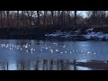 Walk In The Park With Joel Ring Billed Gull