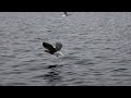 Eagles Catching Fish