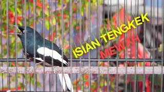 Download lagu Kacer Gacor Pedes Isian Tengkek! Bagus Buat Pancingan atau Masteran Kacer Agar Isian Mewah mp3