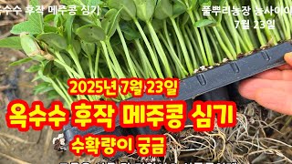 옥수수 후작 콩심기 메주콩 선풍콩 모종으로 물 주면서 [콩재배방법]