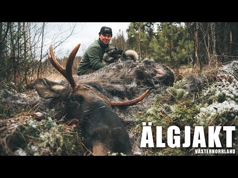 ÄLGJAKT 2023 - Jakt med löshund | Västernorrland