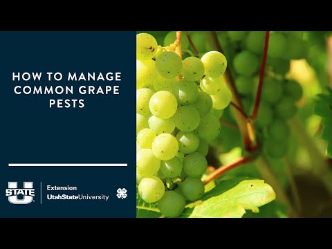 , title : 'How to Manage Common Grape Pests'