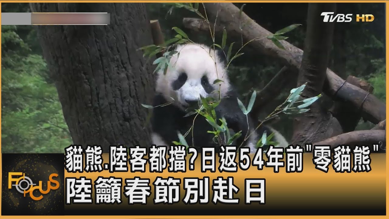 貓熊.陸客都擋？日返54年前「零貓熊」 陸籲春節別赴日