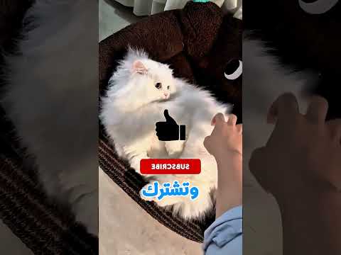 أقوى فرامل عجلة هتشوفها في حياتك!