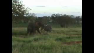 preview picture of video 'La charge de l'elephant le 9.01.2013 à Tsavo (Kenya)'